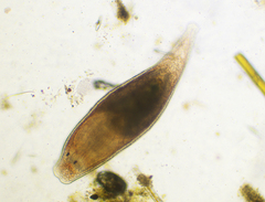 Platyhelminthes