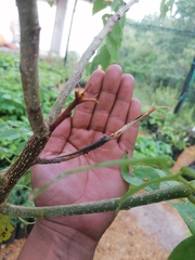 Urosaurus bicarinatus