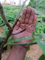 Urosaurus bicarinatus