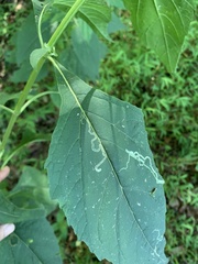 Verbesina occidentalis