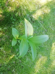 Veratrum lobelianum