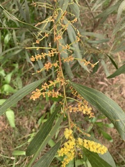 Acacia longifolia