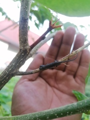 Urosaurus bicarinatus