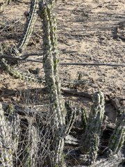 Stenocereus gummosus