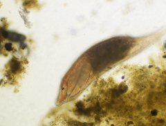 Platyhelminthes
