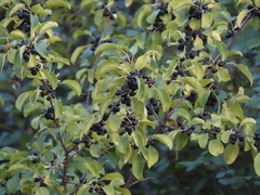 Rhamnus