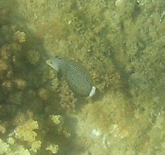 Novaculichthys taeniourus