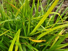 Dianella longifolia