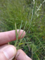 Muhlenbergia schreberi