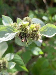 Pycnanthemum