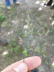 Poa compressa
