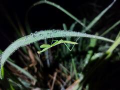 Mantodea