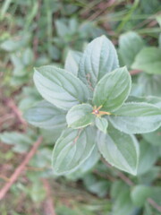 Rhamnus