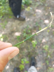 Poa compressa