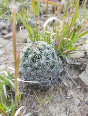 Coryphantha radians