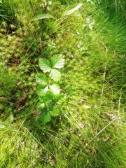 Rubus arcticus