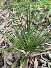 Stylidium graminifolium