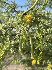 Prosopis palmeri