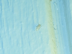 Chaoborus punctipennis