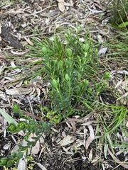 Pimelea humilis