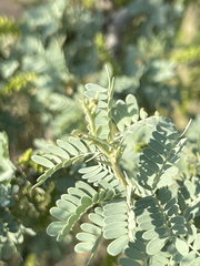 Prosopis palmeri