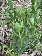 Pimelea humilis