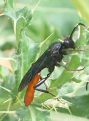 Protichneumon