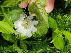 Passiflora foetida
