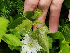 Passiflora foetida
