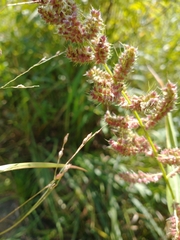Echinochloa