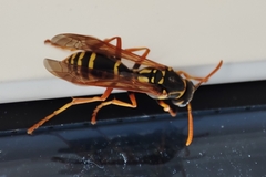 Polistes chinensis