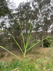 Digitaria sanguinalis