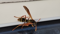 Polistes chinensis