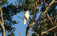 Cacatua sanguinea