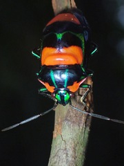 Scutelleridae