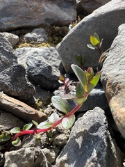 Epilobium anagallidifolium
