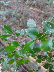 Planchonella cotinifolia