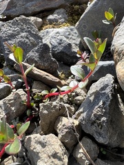 Epilobium anagallidifolium