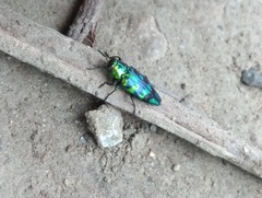 Buprestinae