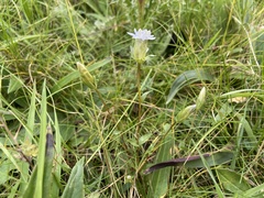 Comastoma pulmonarium