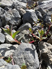 Epilobium anagallidifolium
