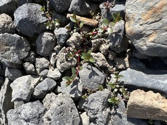 Epilobium anagallidifolium
