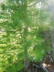 Pinus sibirica