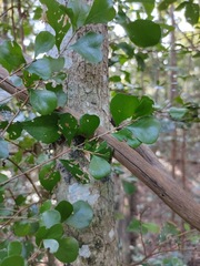 Planchonella cotinifolia