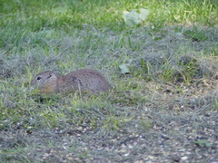 Urocitellus beldingi