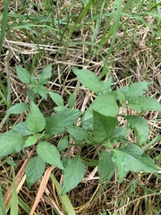 Solanum americanum