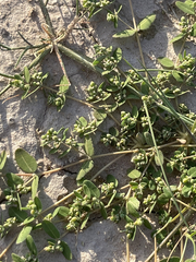 Euphorbia abramsiana