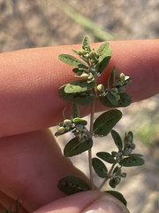 Euphorbia abramsiana