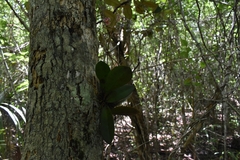 Trichocentrum oerstedii