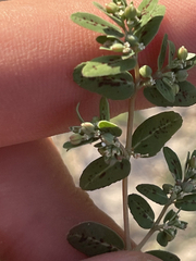 Euphorbia abramsiana